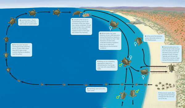 Sea turtle life cycle