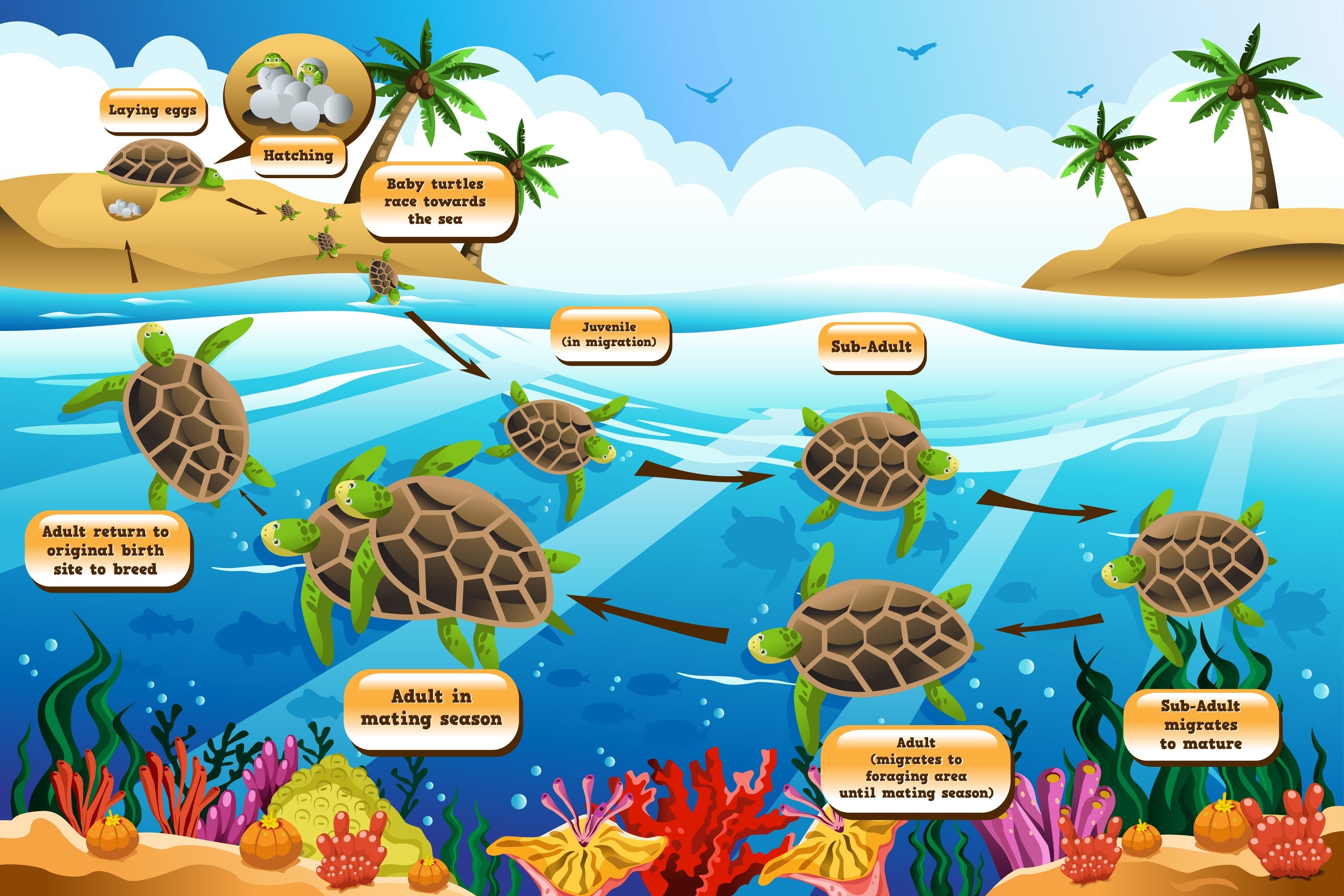The Journey of a Lifetime: Understanding the Life Cycle of the Sea Turtle