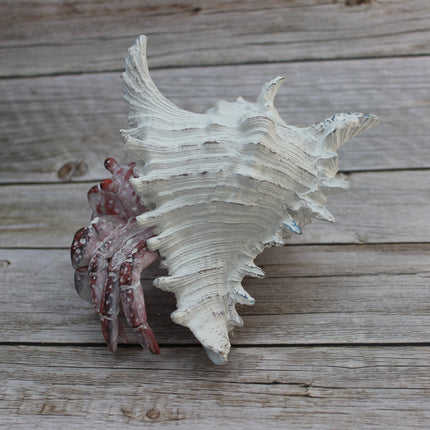 Hermit Crab Figurine Coastal Decor Marine Life Sculpture Handcrafted Crab Art Lifelike Hermit Crab Replica Ocean-Inspired Decor - Pink Horse Florida
