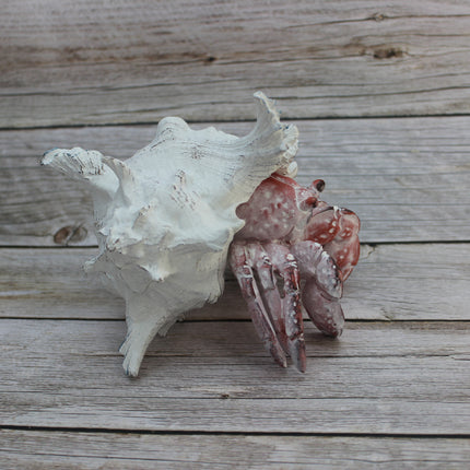 Hermit Crab Figurine Coastal Decor Marine Life Sculpture Handcrafted Crab Art Lifelike Hermit Crab Replica Ocean-Inspired Decor - Pink Horse Florida