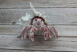 Hermit Crab Figurine Coastal Decor Marine Life Sculpture Handcrafted Crab Art Lifelike Hermit Crab Replica Ocean-Inspired Decor - Pink Horse Florida