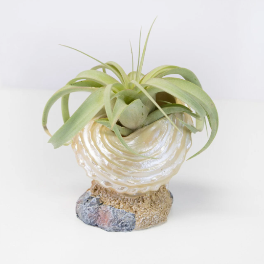 Iridescent seashell air plant holder with a shimmering finish, cradling a green air plant on a beach-themed tabletop, suitable for indoor or outdoor coastal decoration.