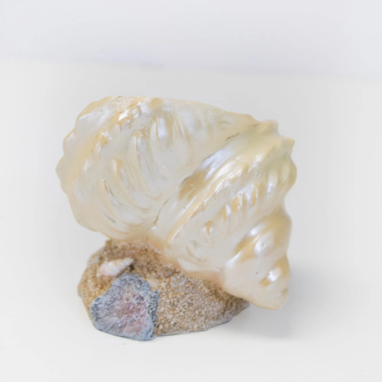 Iridescent seashell air plant holder with a shimmering finish, cradling a green air plant on a beach-themed tabletop, suitable for indoor or outdoor coastal decoration.